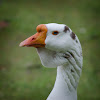 White African Goose (domestic)