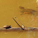 Midland Painted Turtle & Common Snapping Turtle