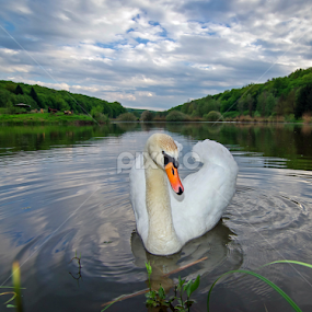 Swan XI by Zoran Rudec - Animals Birds