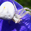 Crab spider. Araña cangrejo camuflada azul