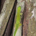 Green, or Day Gecko