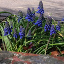 Grape Hyacinth