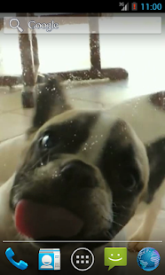Заставка собака облизывает экран