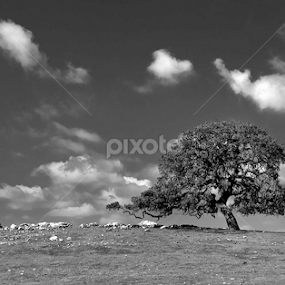 A Lonely Oak by Floyd Hopper - Black & White Landscapes