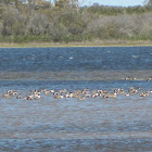 Northern Shoveler