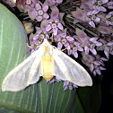 Banded Tussock Moth OR Sycamore Tussock Moth