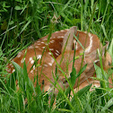 White-tailed deer (fawn)