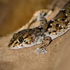 Turners Gecko