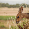 Bushbuck