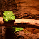 Waxy Monkey Leaf frog