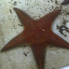 Leather seastar