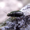 Seed-Eating Ground Beetle