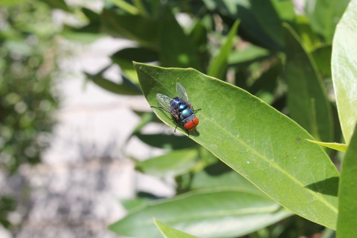 Oriental Latrine Fly