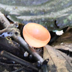 Orange Cup Fungus