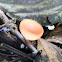 Orange Cup Fungus