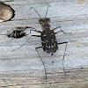 Obliqued-lined tiger beetle