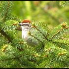 Chipping Sparrow