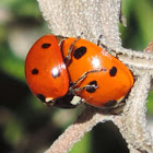 Seven Spotted Ladybeetle