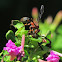 Paper Wasp