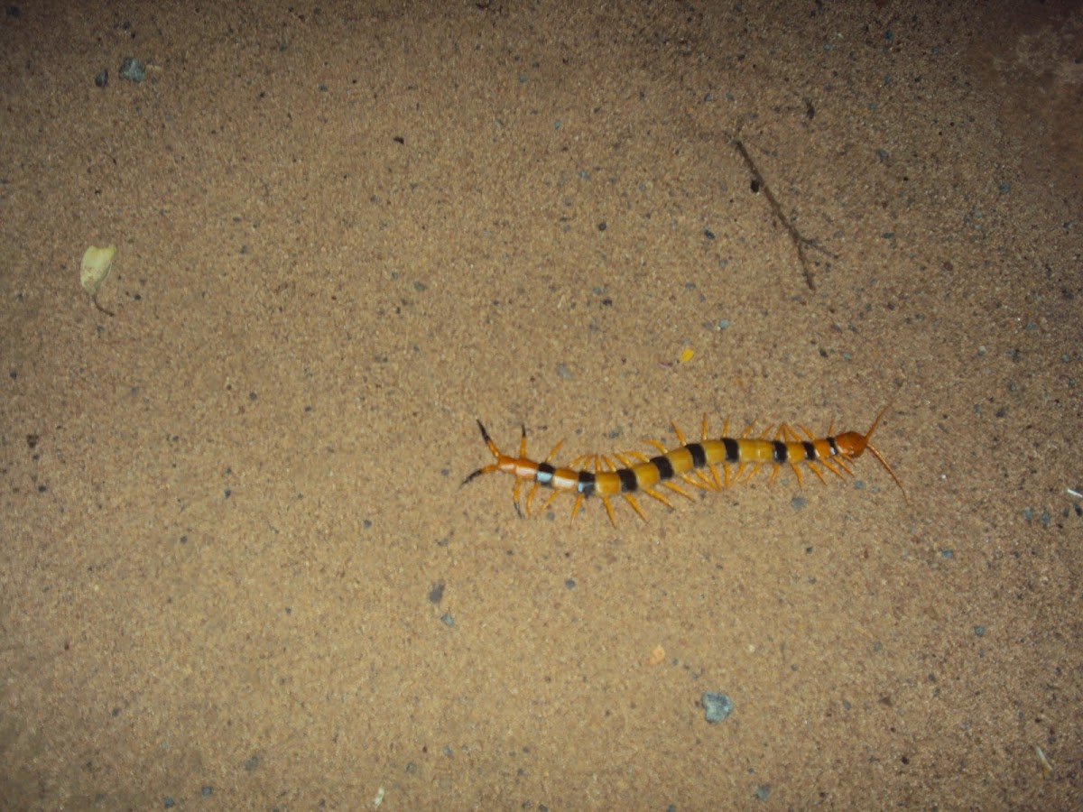 Indian Tiger Centipede
