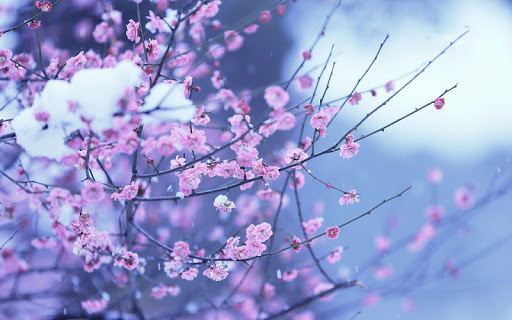 Spring Flowers Wallpaper