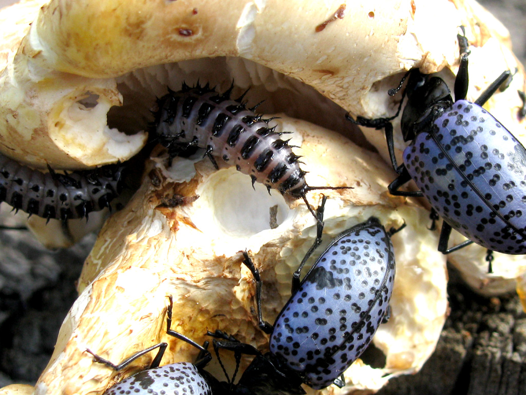 Blue Fungus Beetle