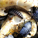Blue Fungus Beetle
