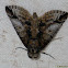 Nolid moth