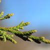 Eastern Red-cedar