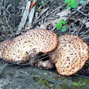 Dryad's Saddle bracket fungus