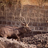Sambar Deer