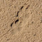 Coyote tracks