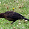 Blackbird (immature)