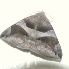 Noctuid moth