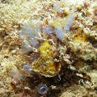 Tunicates or sea squirts