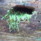 Moss coming out of the tree hole