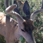 California Mule Deer (buck)