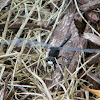 Dot-tailed Whiteface dragonfly