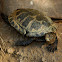 Pacific pond turtle