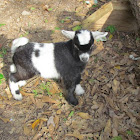 Nigerian Dwarf (goat)