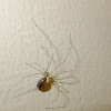 Cellar spider