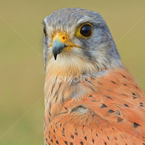common kestrel male by Raj Dhage - Animals Birds