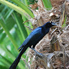 Great-tailed Grackle-Male