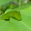 Tailed Jay Caterpillar