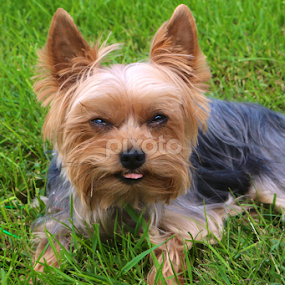 I don't like you... by Sydney Rohmann - Animals - Dogs Portraits