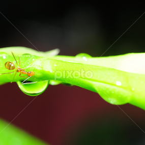 by Cesar Cambay - Nature Up Close Natural Waterdrops