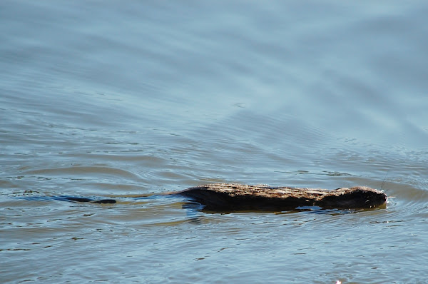 Round Tail Muskrat | Project Noah