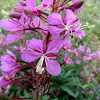 Fireweed