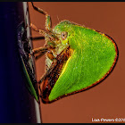 Keeled Tree Hopper