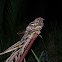 Philippine nightjar